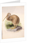 Kiwi, c.1850 by Joseph Wolf