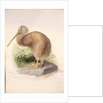 Kiwi, c.1850 by Joseph Wolf