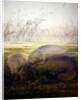 Manatee, 1879 by Joseph Wolf