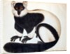 Black and white ruffed lemur by School Chinese