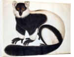 Black and white ruffed lemur by School Chinese