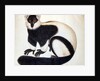 Black and white ruffed lemur by School Chinese