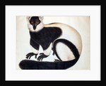 Black and white ruffed lemur by School Chinese