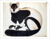 Black and white ruffed lemur by School Chinese