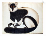 Black and white ruffed lemur by School Chinese