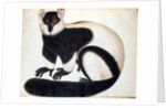 Black and white ruffed lemur by School Chinese