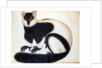 Black and white ruffed lemur by School Chinese