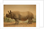 Indian Rhinoceros by Joseph Wolf