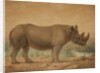 African Rhinoceros by Joseph Wolf