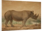 African Rhinoceros by Joseph Wolf