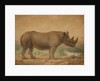 African Rhinoceros by Joseph Wolf