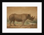 African Rhinoceros by Joseph Wolf