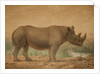 African Rhinoceros by Joseph Wolf