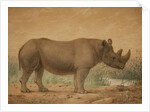 African Rhinoceros by Joseph Wolf