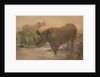 African Rhinoceros by Joseph Wolf