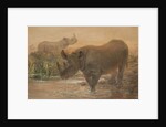 African Rhinoceros by Joseph Wolf