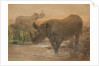African Rhinoceros by Joseph Wolf
