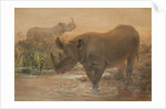African Rhinoceros by Joseph Wolf