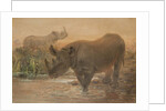 African Rhinoceros by Joseph Wolf