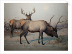 Wapiti, c.1850 by Joseph Wolf