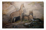 Serval, 1851-1869 by Joseph Wolf