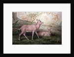 Scimitar Horned Oryx Calves, c.1850 by Joseph Wolf
