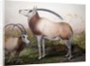 The Leucoryx Antelope, Oryx Leucoryx, c.1850 by Joseph Wolf