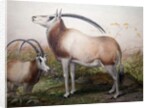 The Leucoryx Antelope, Oryx Leucoryx, c.1850 by Joseph Wolf