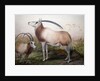 The Leucoryx Antelope, Oryx Leucoryx, c.1850 by Joseph Wolf