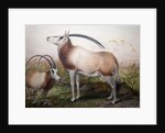 The Leucoryx Antelope, Oryx Leucoryx, c.1850 by Joseph Wolf