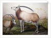 The Leucoryx Antelope, Oryx Leucoryx, c.1850 by Joseph Wolf