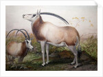 The Leucoryx Antelope, Oryx Leucoryx, c.1850 by Joseph Wolf