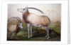 The Leucoryx Antelope, Oryx Leucoryx, c.1850 by Joseph Wolf