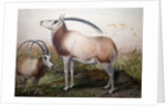 The Leucoryx Antelope, Oryx Leucoryx, c.1850 by Joseph Wolf