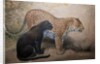 Leopards, 1851-69 by Joseph Wolf