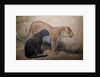 Leopards, 1851-69 by Joseph Wolf