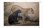 Leopards, 1851-69 by Joseph Wolf