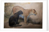 Leopards, 1851-69 by Joseph Wolf