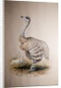 Ostrich, c.1850 by Joseph Wolf