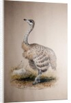 Ostrich, c.1850 by Joseph Wolf