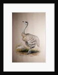 Ostrich, c.1850 by Joseph Wolf