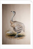 Ostrich, c.1850 by Joseph Wolf