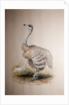 Ostrich, c.1850 by Joseph Wolf