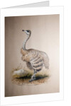 Ostrich, c.1850 by Joseph Wolf