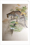 Ocelot, 1851-52 by Joseph Wolf