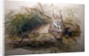 The Canadian Lynx, 1852 by Joseph Wolf