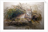 The Canadian Lynx, 1852 by Joseph Wolf