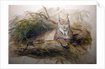 The Canadian Lynx, 1852 by Joseph Wolf