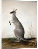 Macropus parryi, 1834 by Edward Lear