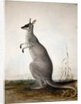 Macropus parryi, 1834 by Edward Lear